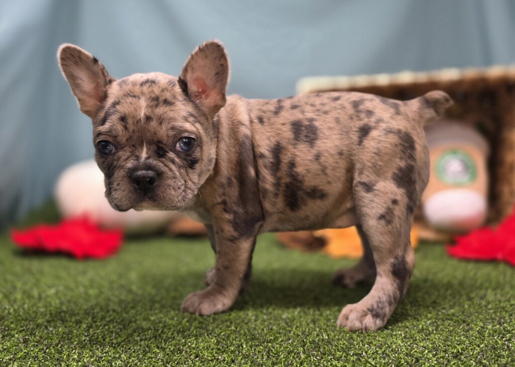 Honey - Frenchton - Image 3