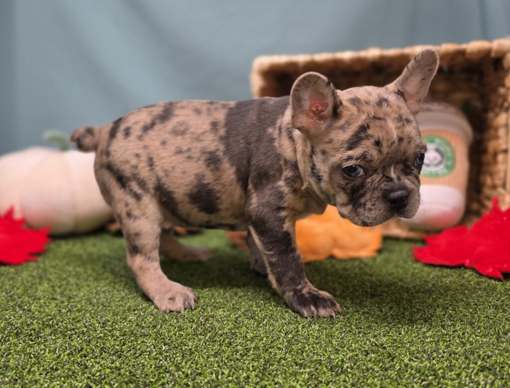 Honey - Frenchton - Image 4