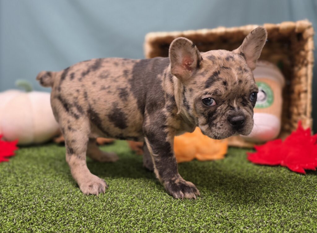 Honey - Frenchton - Image 5