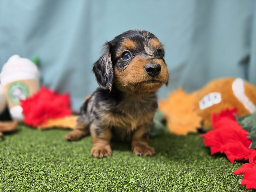 [#25928-01]  - Blue Dapple M Dachshund Puppies For Sale