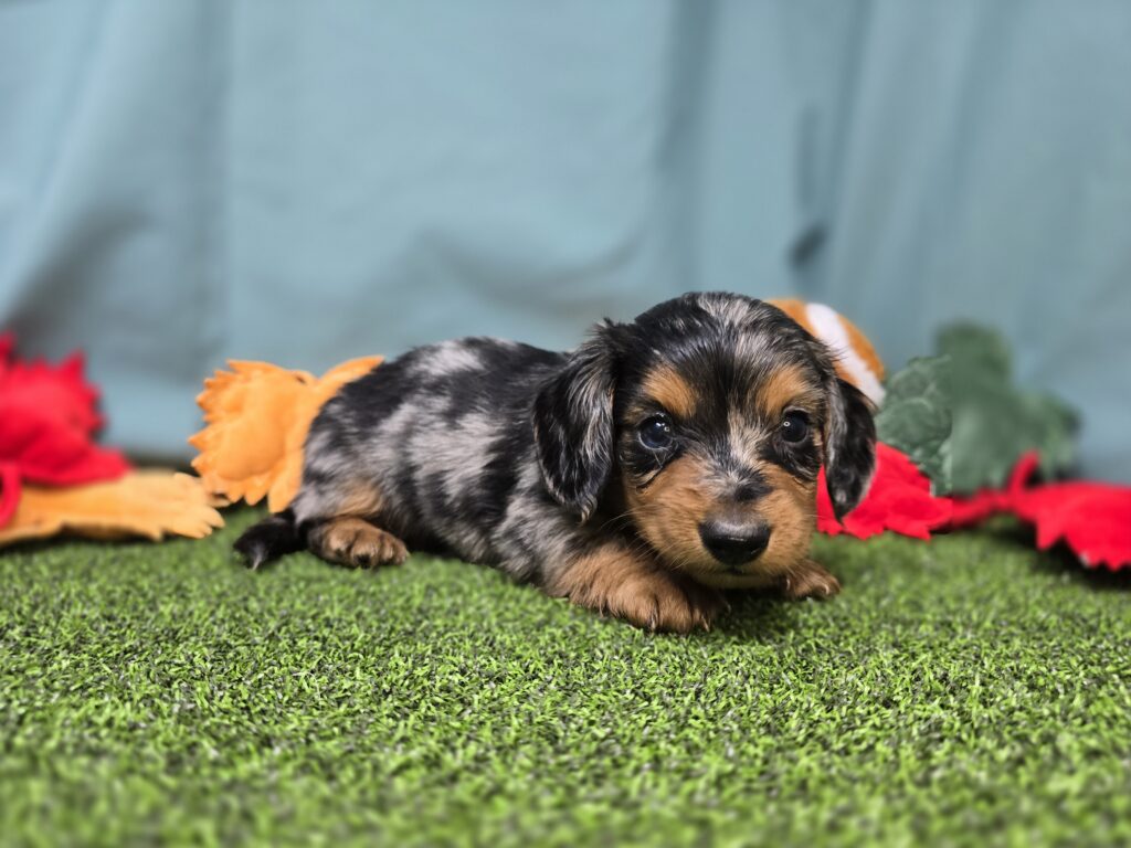 Marble - Dachshund - Image 3