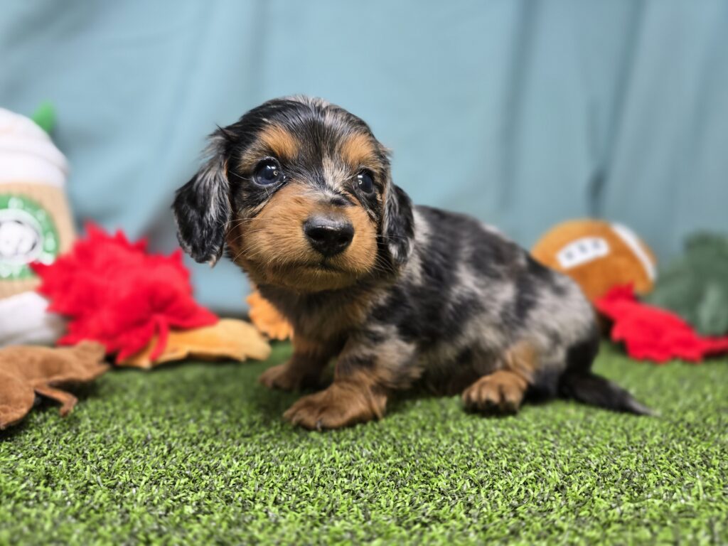 Marble - Dachshund - Image 2