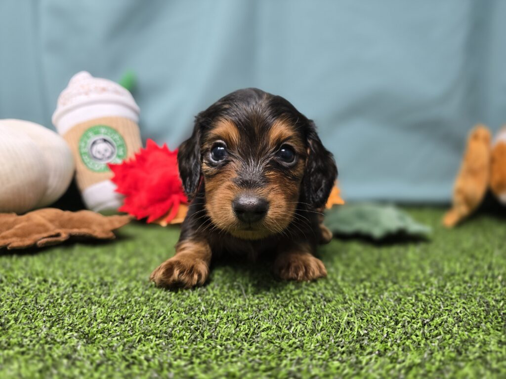 [#25928-02]  - Blue Tan M Dachshund Puppies For Sale