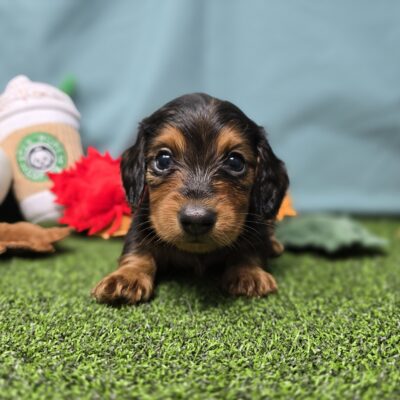 Dachshund - 1126