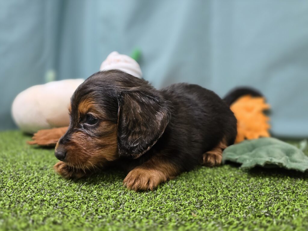 Bowie - Dachshund - Image 3