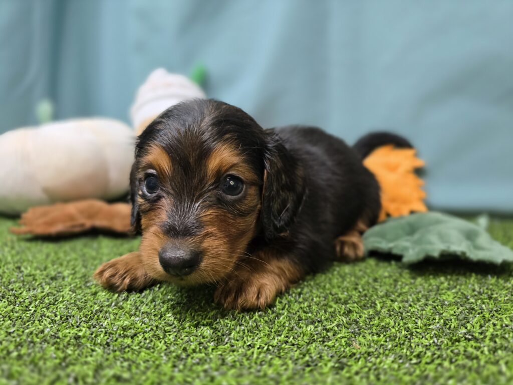Bowie - Dachshund - Image 2