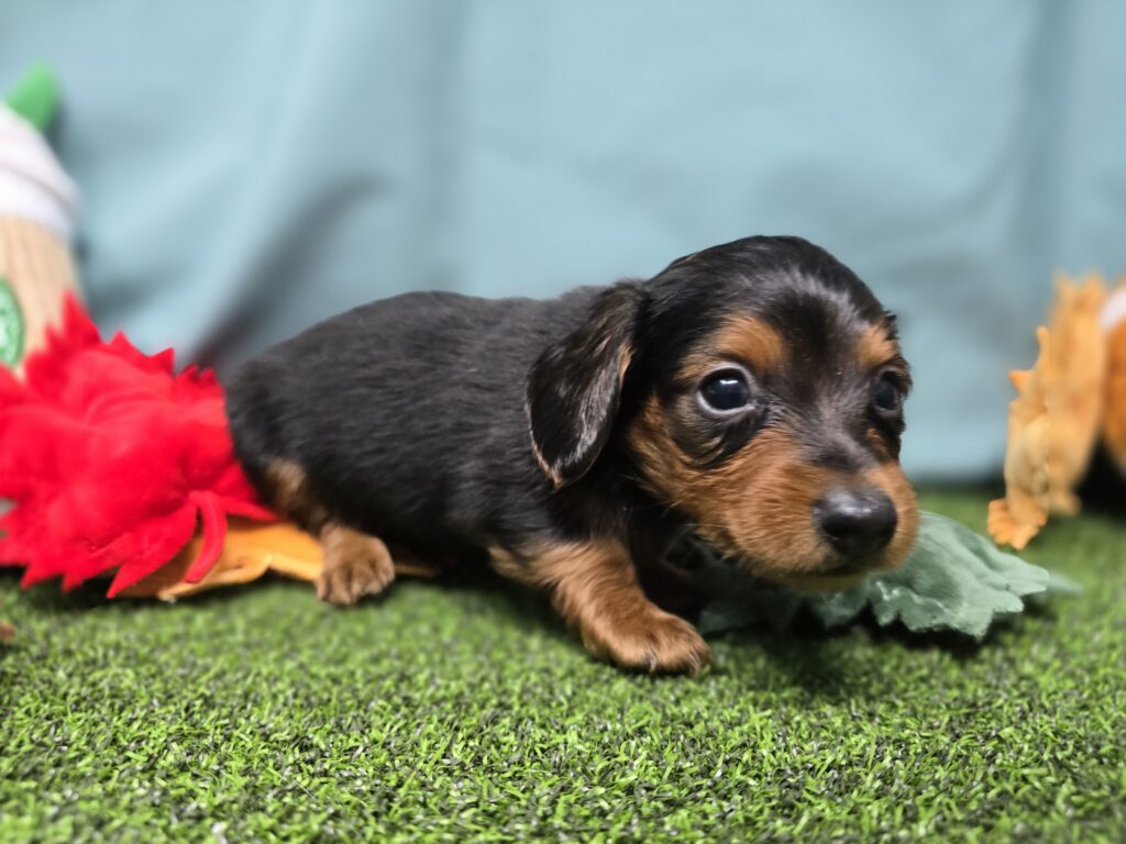 Poe - Dachshund - Image 3