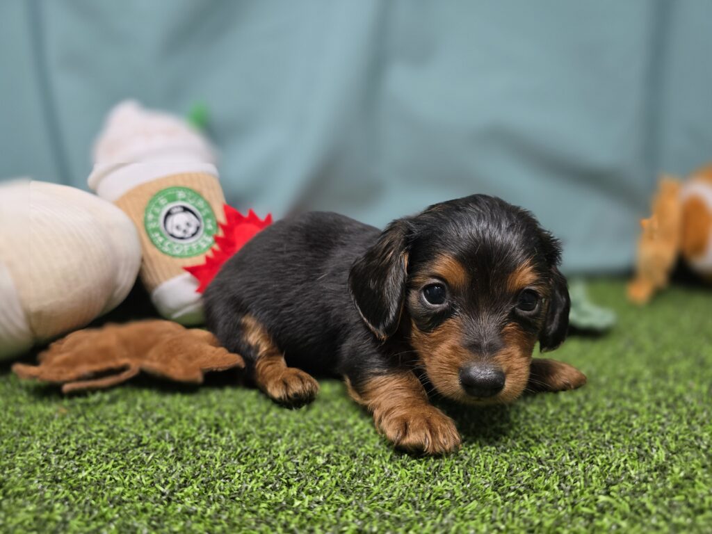 Poe - Dachshund - Image 2