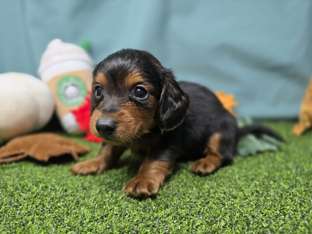 [#25928-03]  - Blue Tan M Dachshund Puppies For Sale