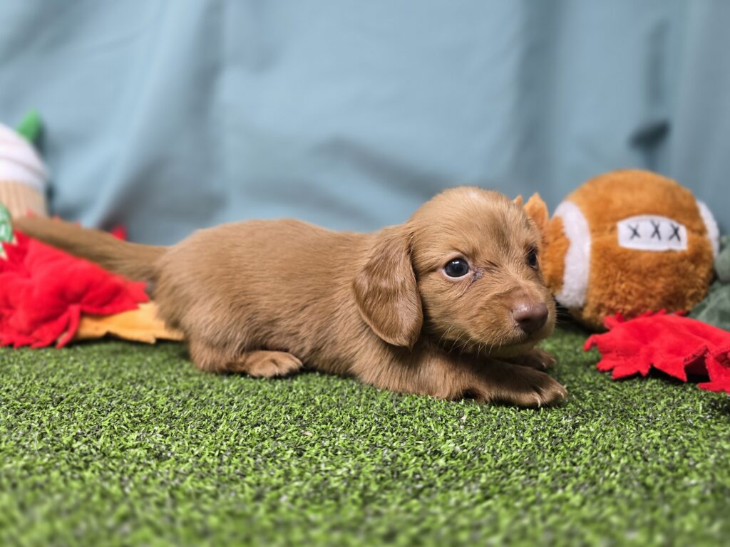 Wally - Dachshund - Image 3