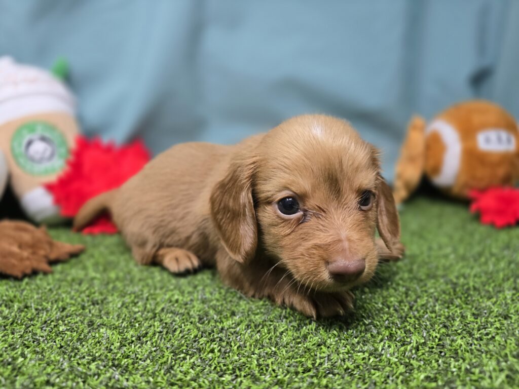 [#25928-04]  - Red M Dachshund Puppies For Sale