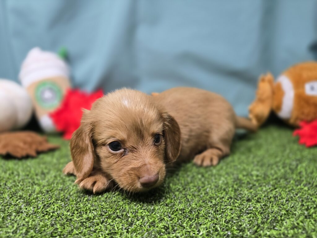 Wally - Dachshund - Image 2