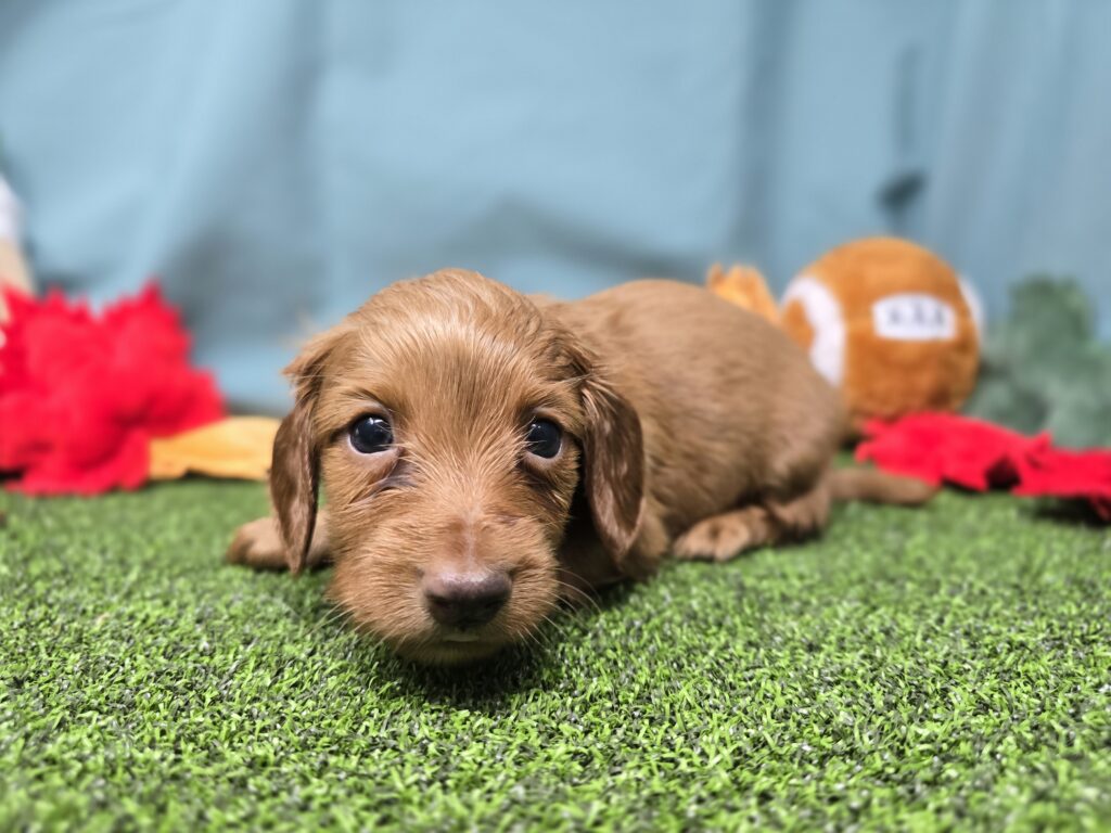 [#25928-05]  - Red M Dachshund Puppies For Sale