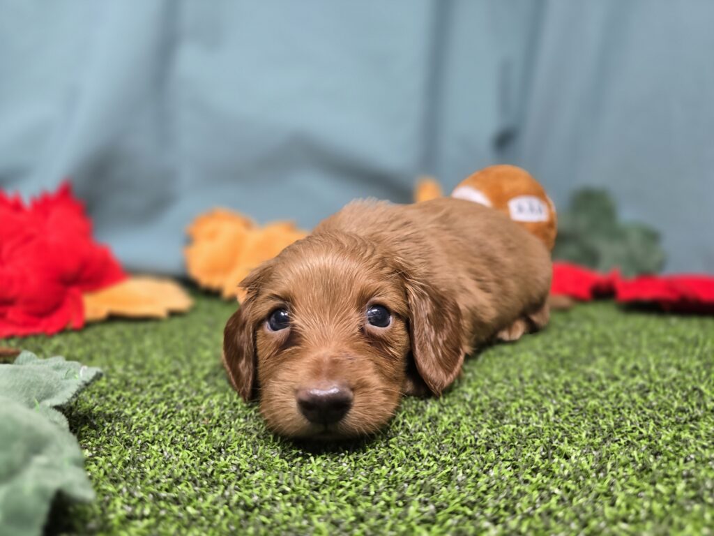 Finch - Dachshund - Image 2