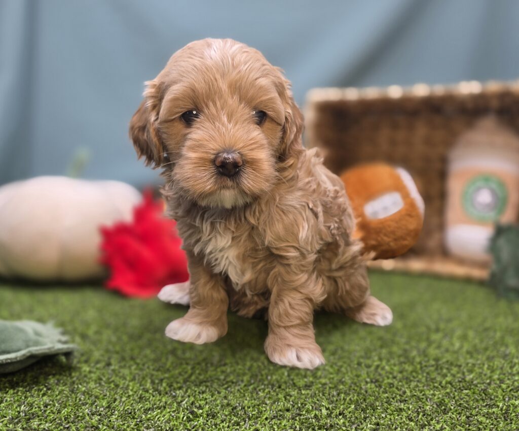 [#2521-02]  - Apricot F Poodle Mini/Goldendoodle Mini F1 Puppies For Sale