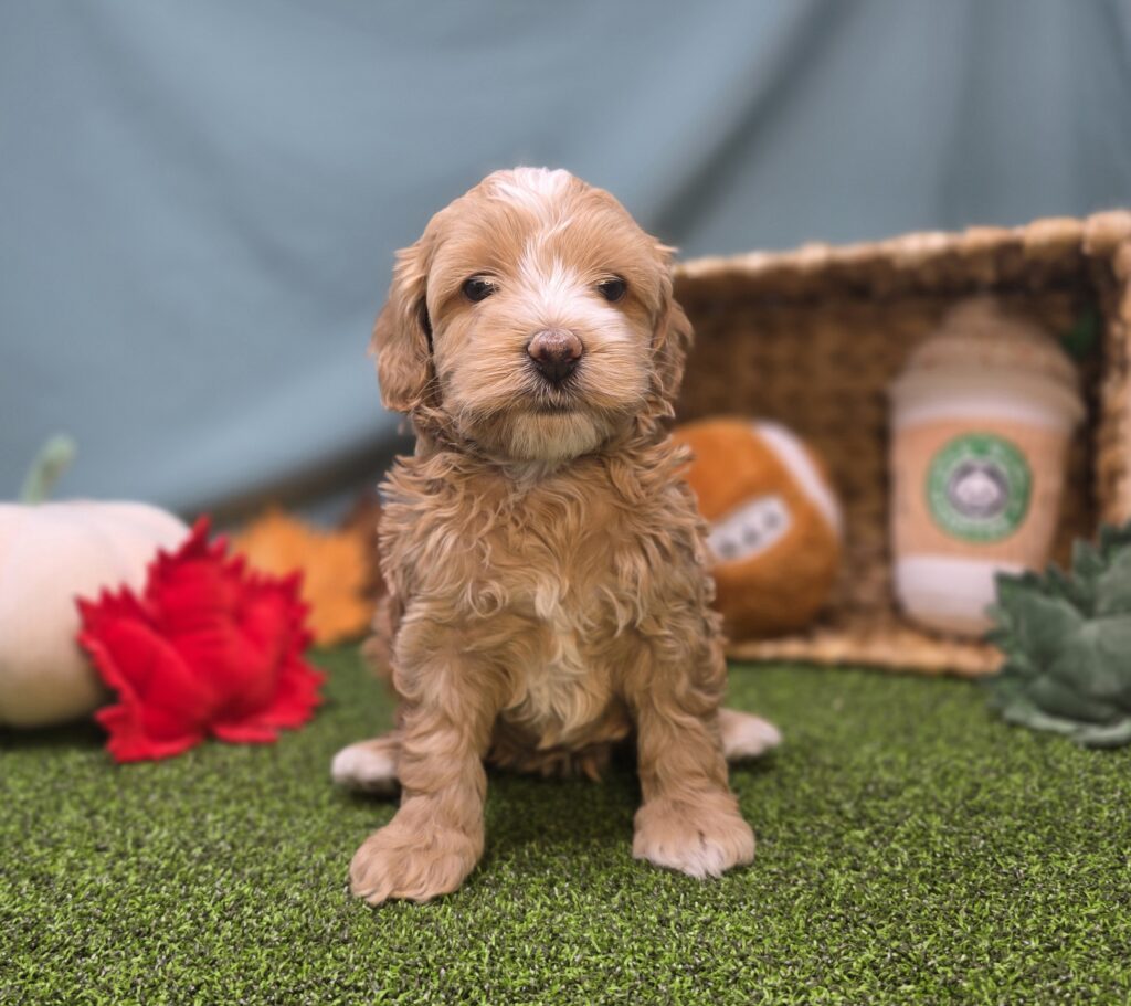 Crumpet - Goldendoodle Mini F1b - Image 2