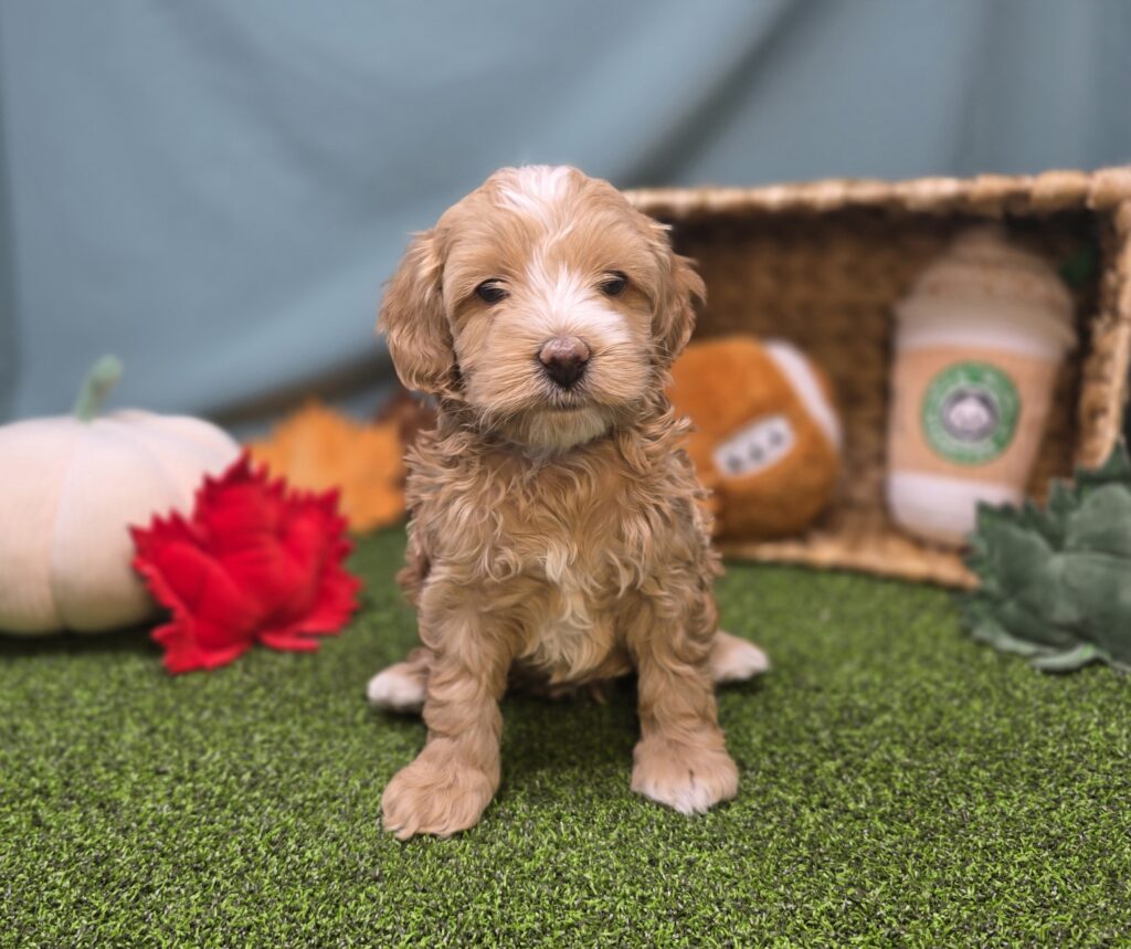 [#2521-03]  - Golden F Poodle Mini/Goldendoodle Mini F1 Puppies For Sale