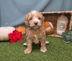 Poodle Mini/Goldendoodle Mini F1
