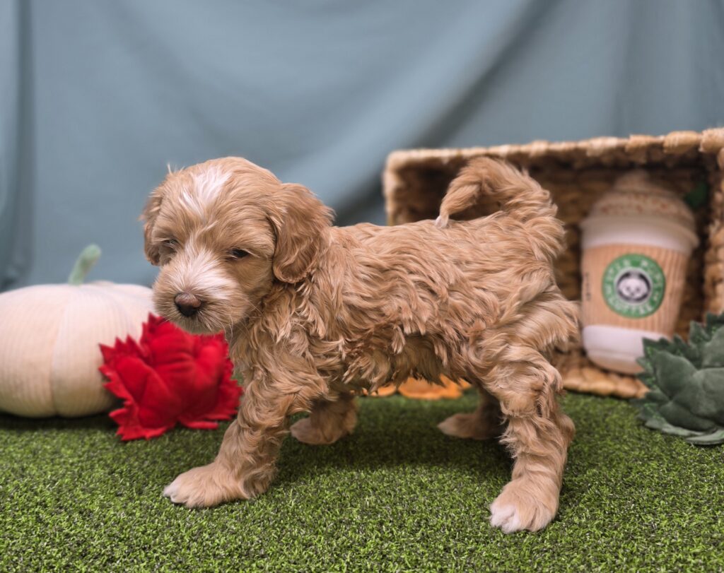 Crumpet - Goldendoodle Mini F1b - Image 5