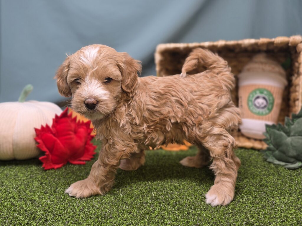 Crumpet - Goldendoodle Mini F1b - Image 3