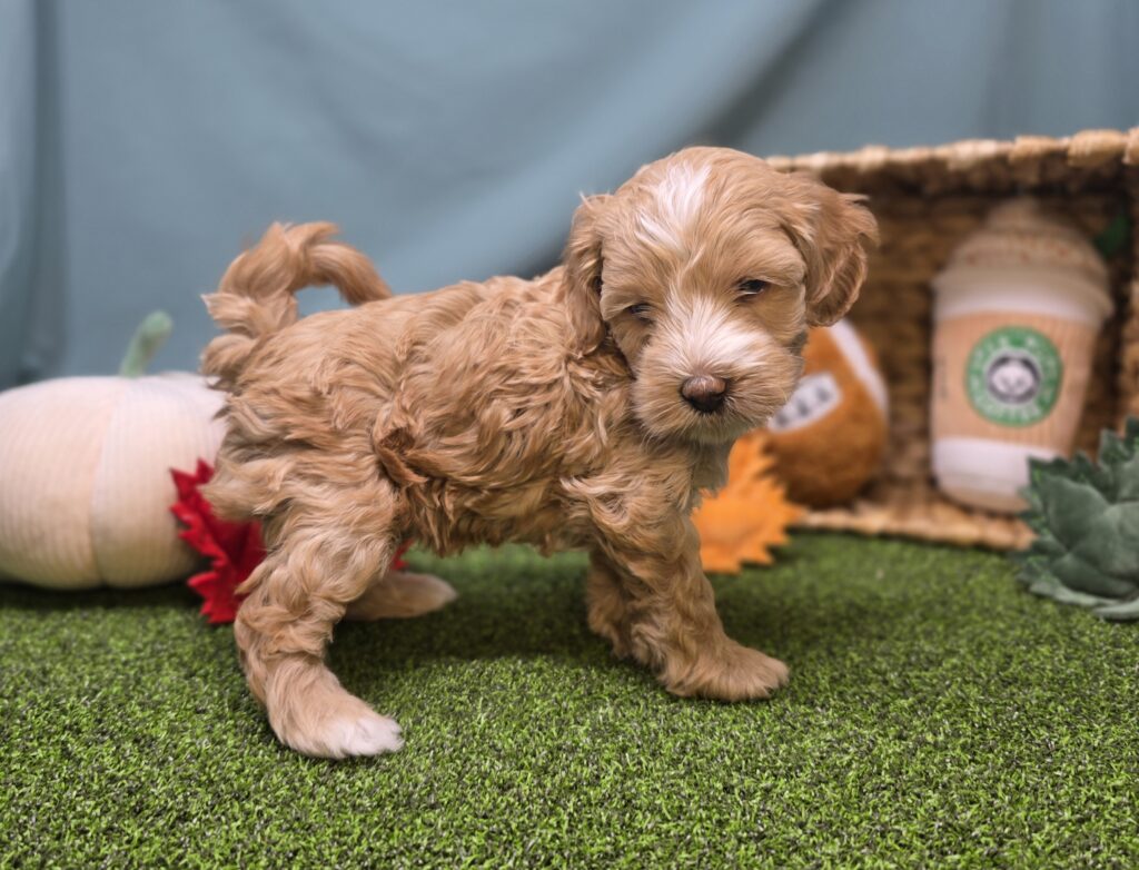 Crumpet - Goldendoodle Mini F1b - Image 4