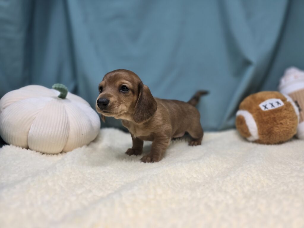 Canyon - Dachshund - Image 2