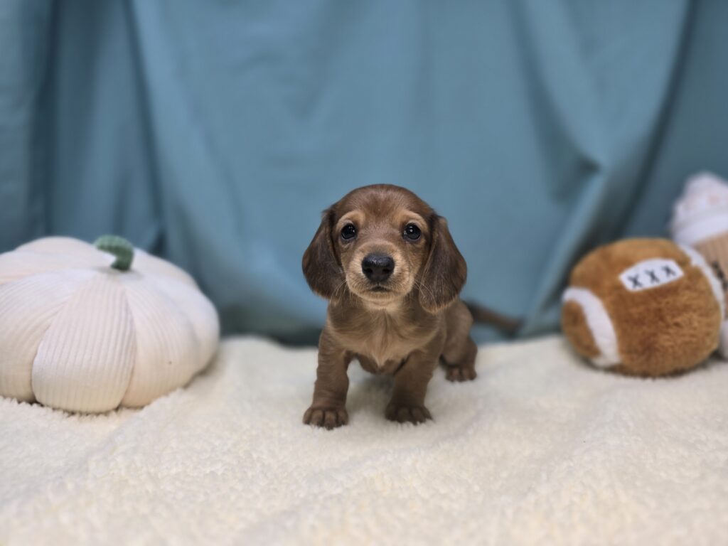 Canyon - Dachshund - Image 1