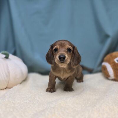 Dachshund - 1130 - Canyon