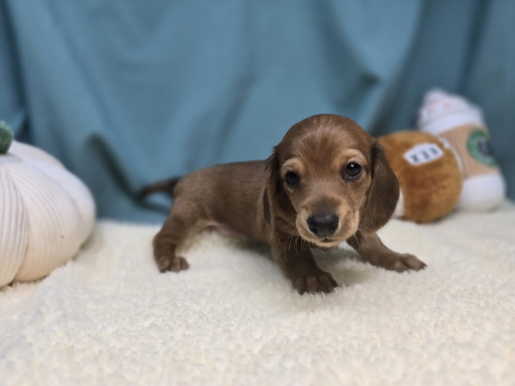 Canyon - Dachshund - Image 3