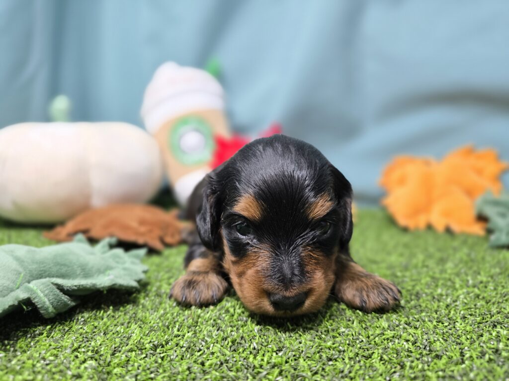 Emmie - Dachshund - Image 2