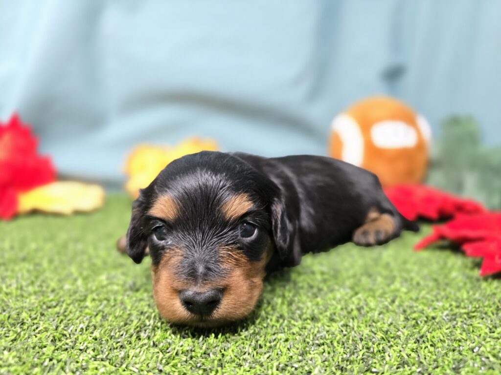Emmie - Dachshund - Image 3