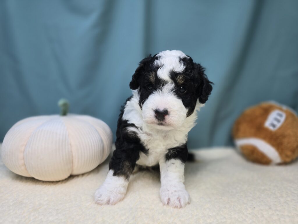 Montley - Bernedoodle Mini - Image 4