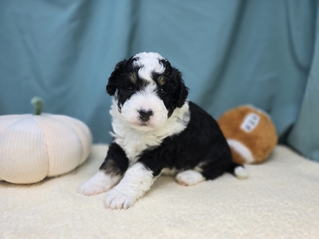 [#25968-01]  - Tri-Colored M Bernedoodle Puppies For Sale