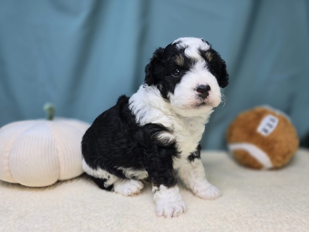 Montley - Bernedoodle Mini - Image 3