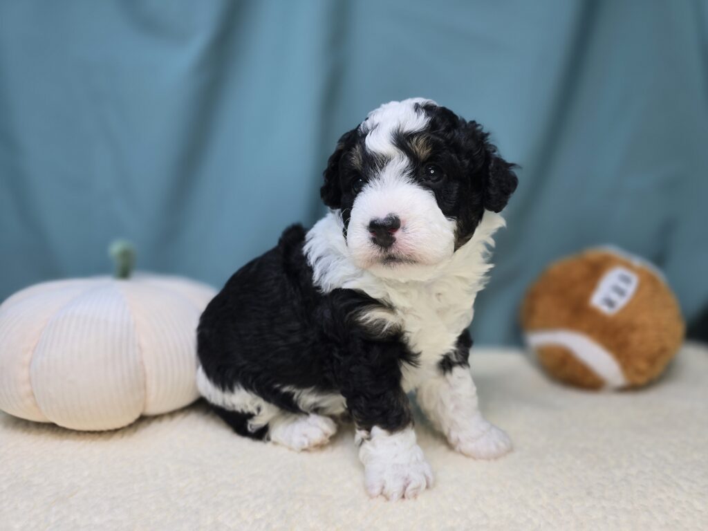 Montley - Bernedoodle Mini - Image 2