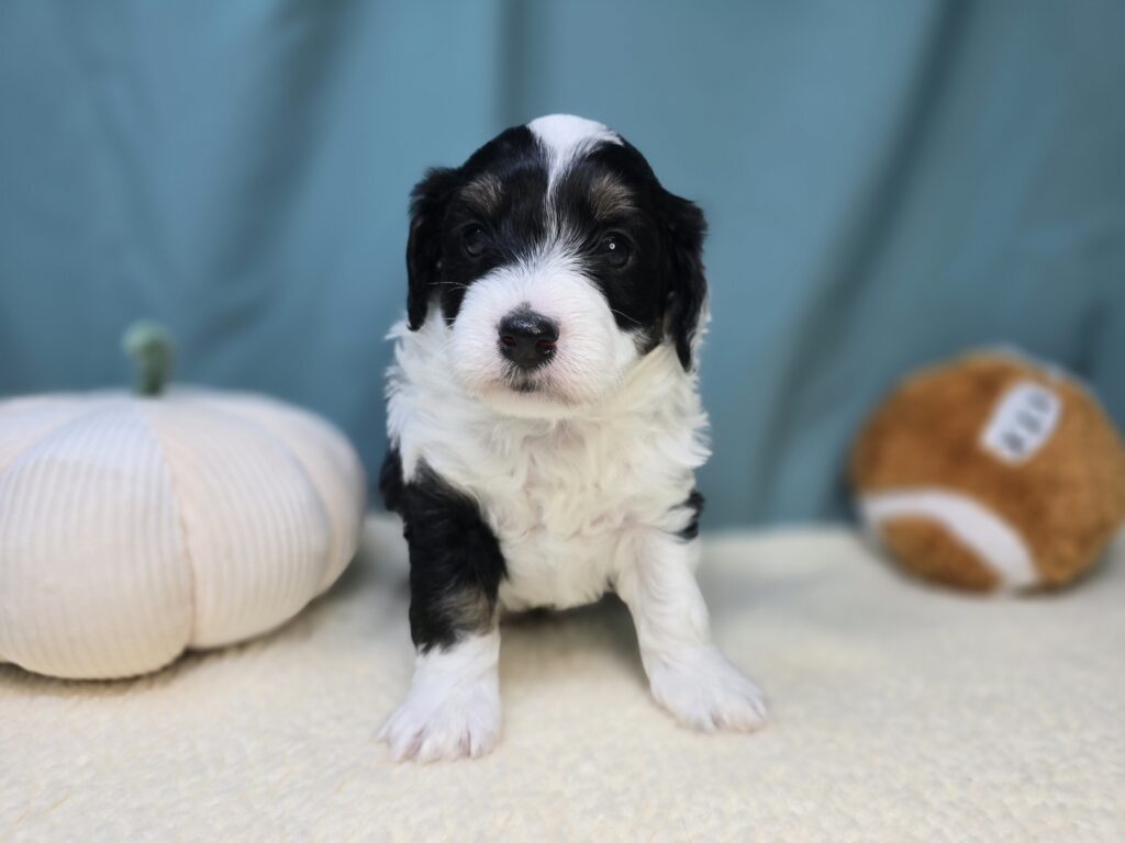 Theo - Bernedoodle Mini - Image 4