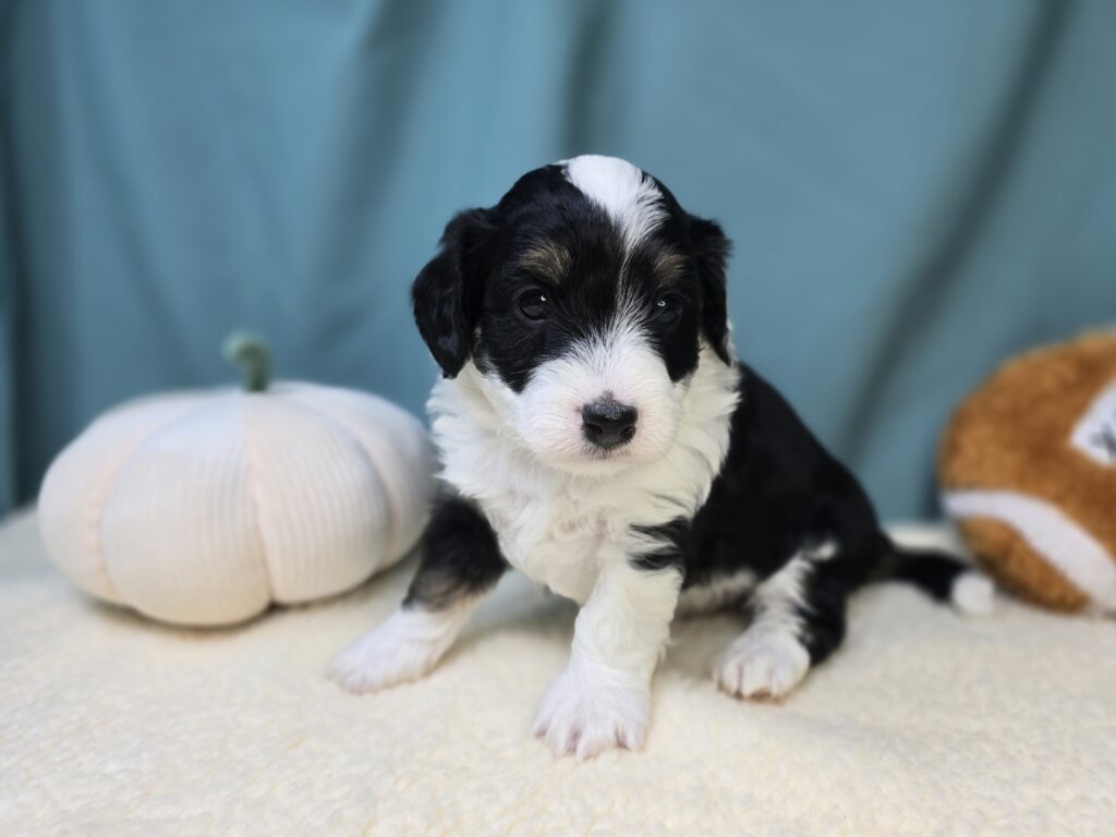 Theo - Bernedoodle Mini - Image 3