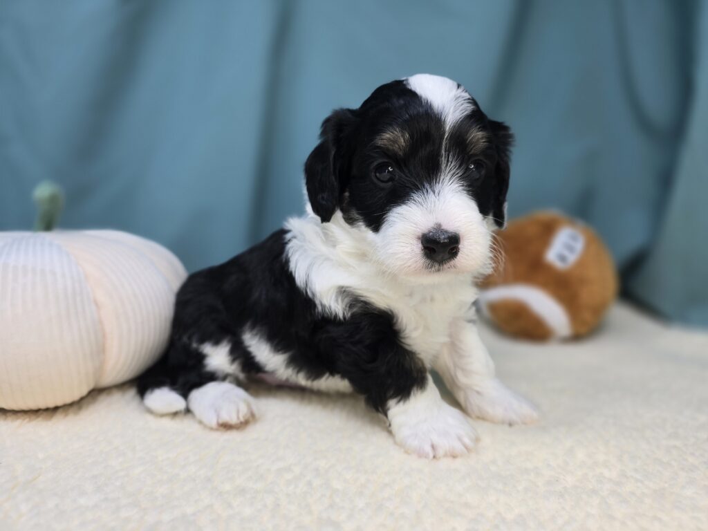 Theo - Bernedoodle Mini - Image 2