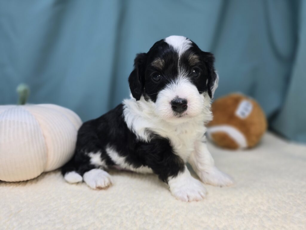 [#25968-02]  - Tri-Colored M Bernedoodle Puppies For Sale