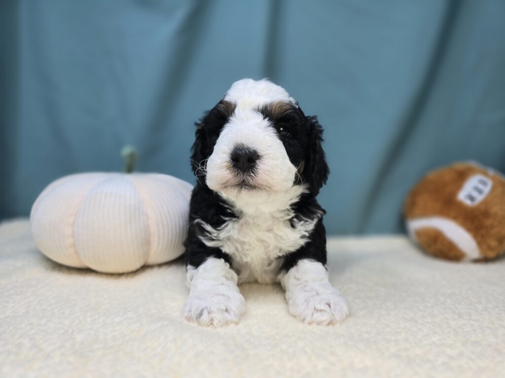 Scout - Bernedoodle Mini - Image 4