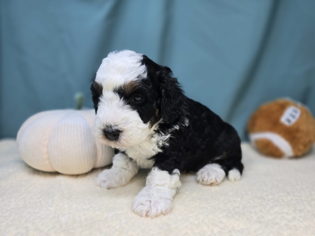 Scout - Bernedoodle Mini - Image 3
