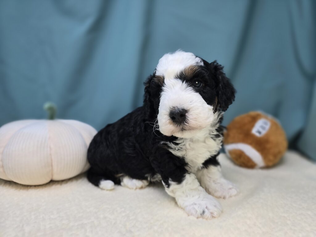 [#25968-03]  - Tri-Colored M Bernedoodle Puppies For Sale