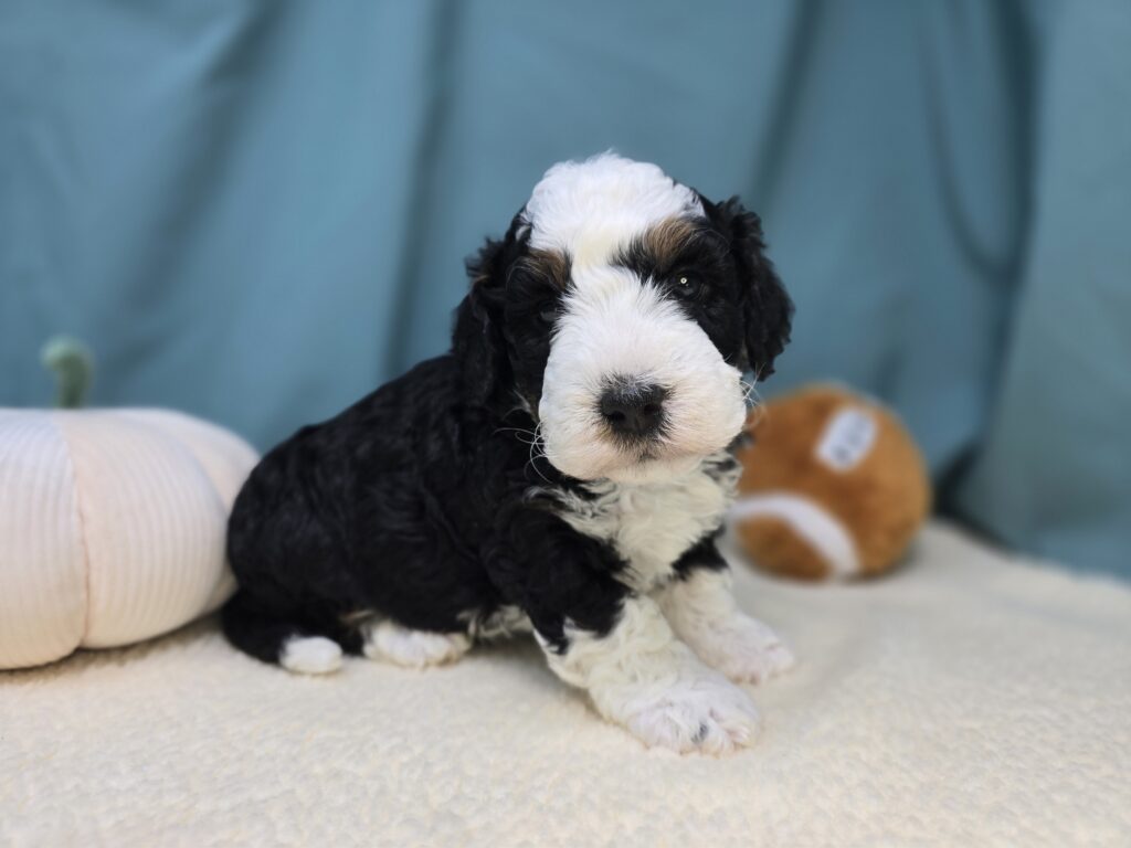 Scout - Bernedoodle Mini - Image 2
