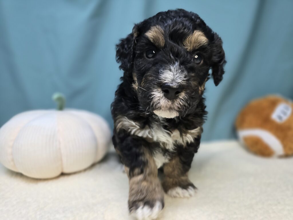 [#25968-05]  - Tri-Colored F Bernedoodle Puppies For Sale