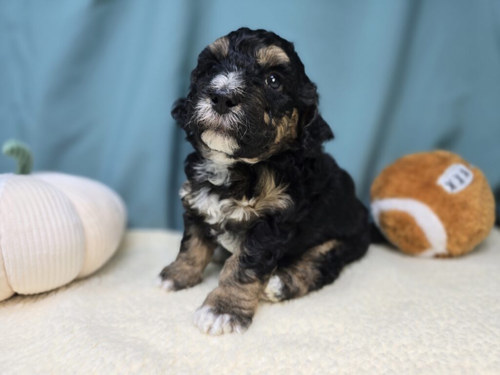 Winnie - Bernedoodle Mini - Image 2