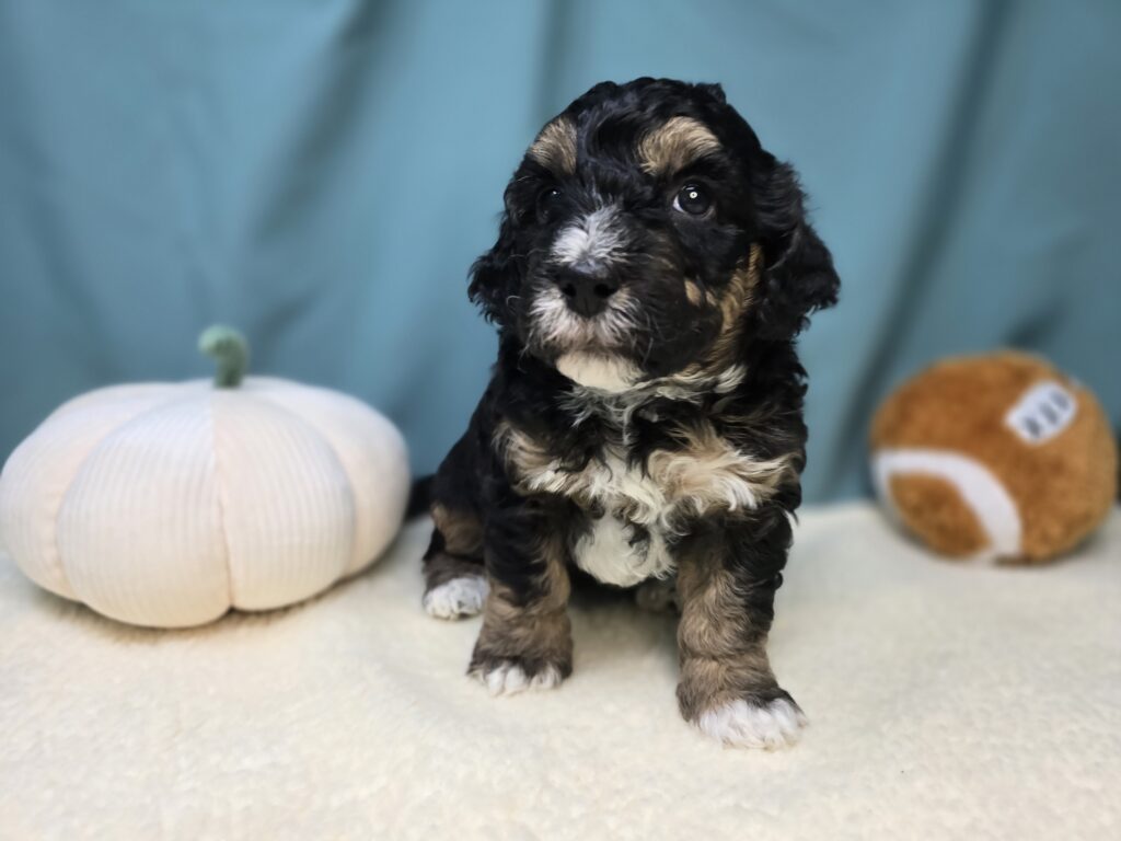 Winnie - Bernedoodle Mini - Image 3