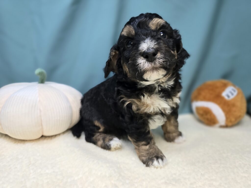 Winnie - Bernedoodle Mini - Image 4