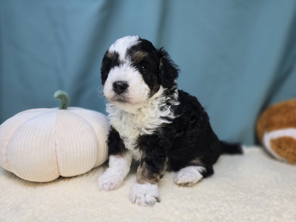 Elsie - Bernedoodle Mini - Image 3