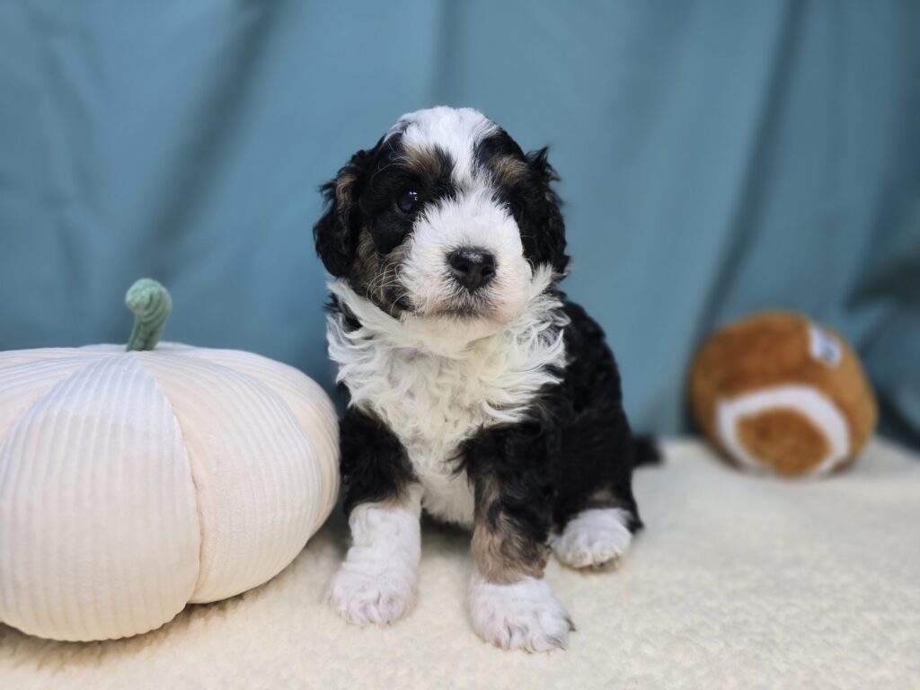 Elsie - Bernedoodle Mini - Image 2