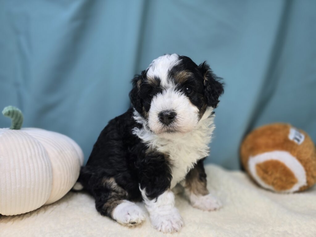 [#25968-06]  - Tri-Colored F Bernedoodle Puppies For Sale